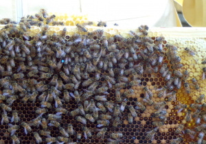 Pszczoły z królową matką