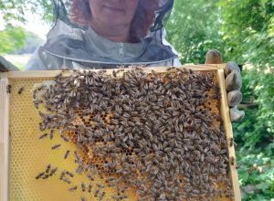 Właścicielka pasieki pokazuje ramkę z pszczołami
